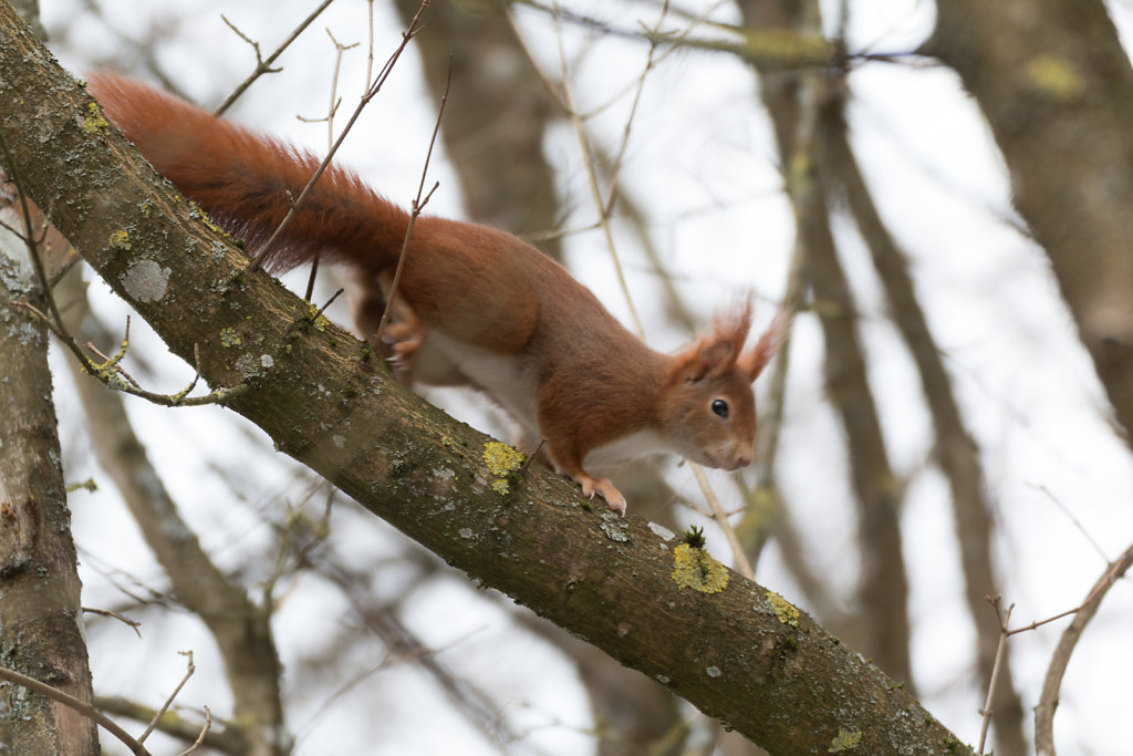 Papa hat ein Eichhörnchen gesehen!